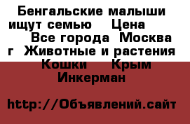 Бенгальские малыши ищут семью) › Цена ­ 5 500 - Все города, Москва г. Животные и растения » Кошки   . Крым,Инкерман